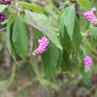 Lantana trifolia L.